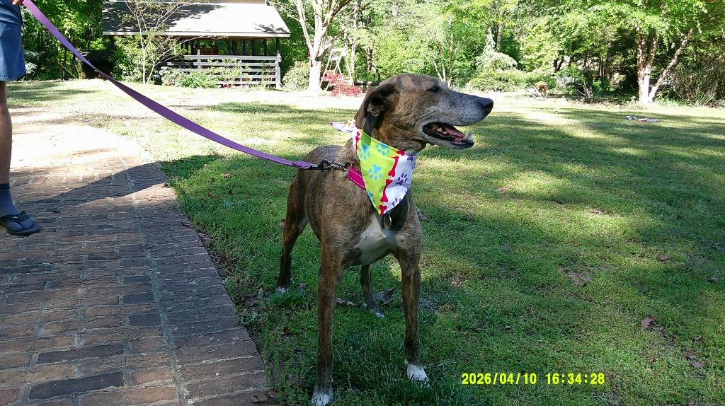 Lady Ann IN FOSTER, a Adoptable mixed breed in Danielsville, GA image 6/6