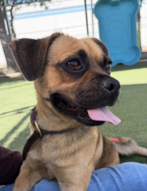 Enlarge Monty, a Adopted mixed breed in Canoga Park, CA image 1/1