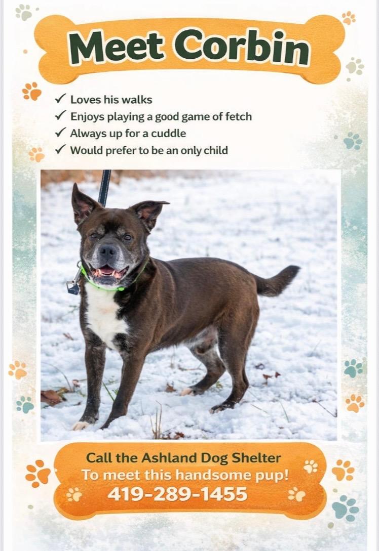 Enlarge Corbin, a ADOPTABLE mixed breed in Ashland, OH image 2/2