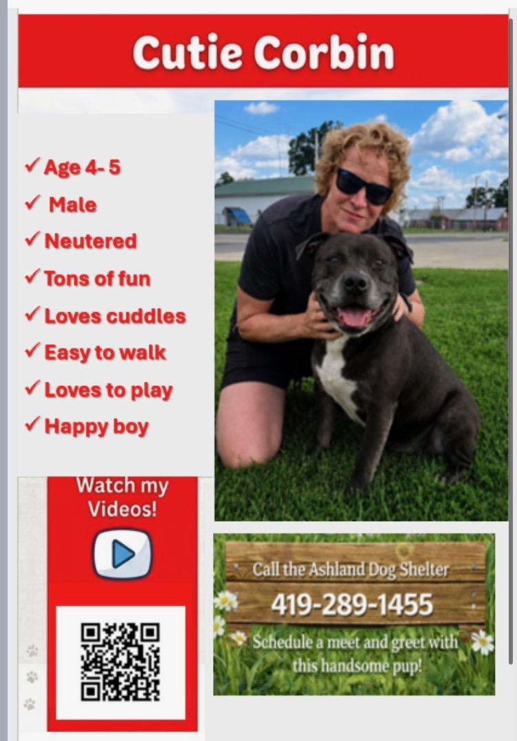 Enlarge Corbin, a ADOPTABLE mixed breed in Ashland, OH image 2/2