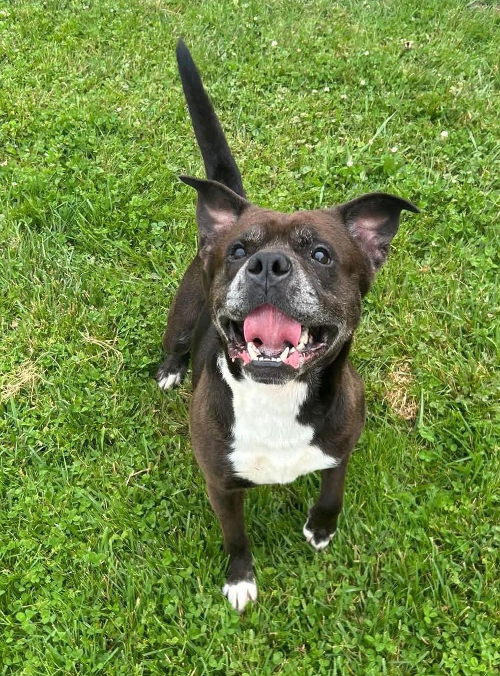 Corbin, ADOPTABLE, Adult Male American Bully.