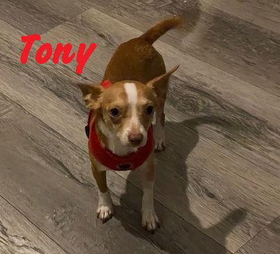 Enlarge Tony #macaroni, a Adopted Chihuahua in Houston, TX image 1/3