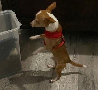 Enlarge Tony #macaroni, a Adopted Chihuahua in Houston, TX image 3/3