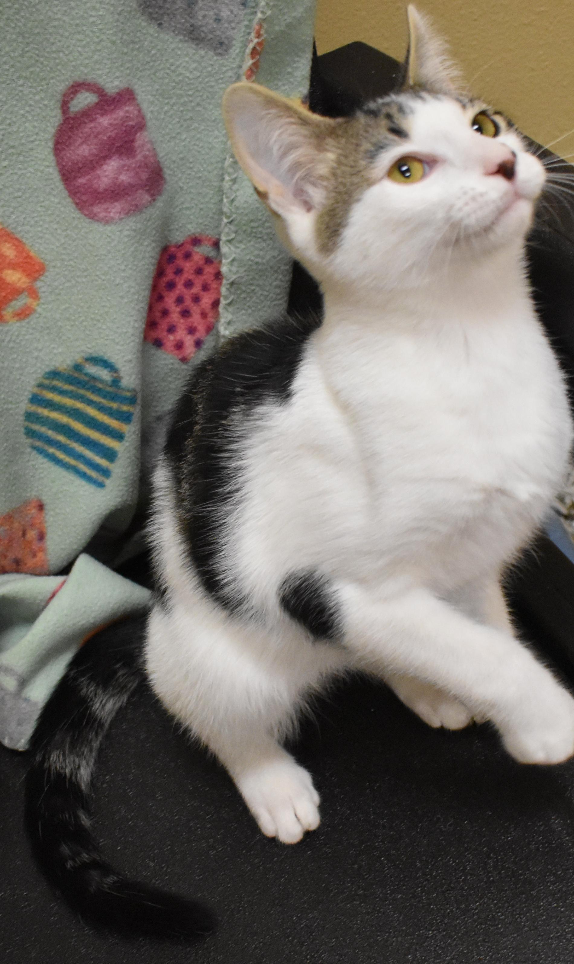 Big McIntosh (Big Mac), an adoptable Oriental Short Hair, Domestic Short Hair in Pasco, WA, 99301 | Photo Image 2