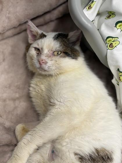 Bowie — thumbnail 2