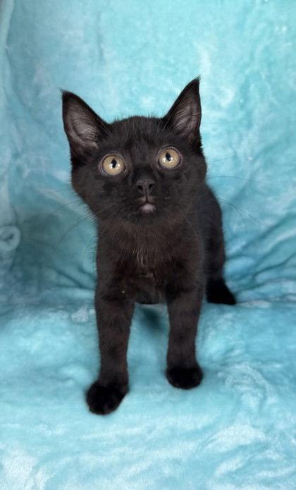 7032 (Minnie), Adoptable, Kitten Female Domestic Short Hair.