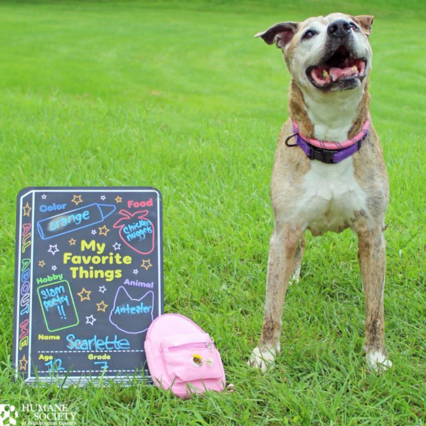 SCARLETTE, Adoptable, Senior Female Pit Bull Terrier & Mixed Breed.