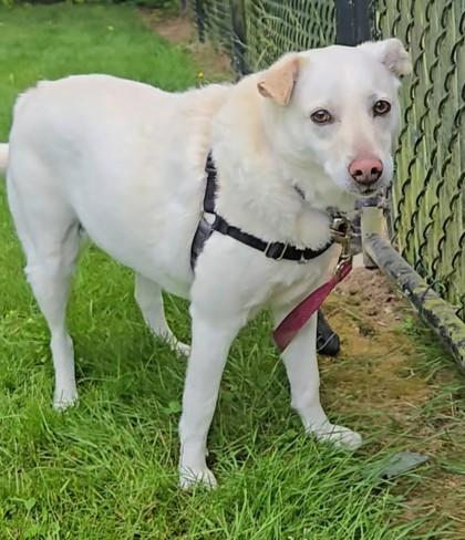 Lila, ADOPTABLE, Senior Female Mixed Breed.