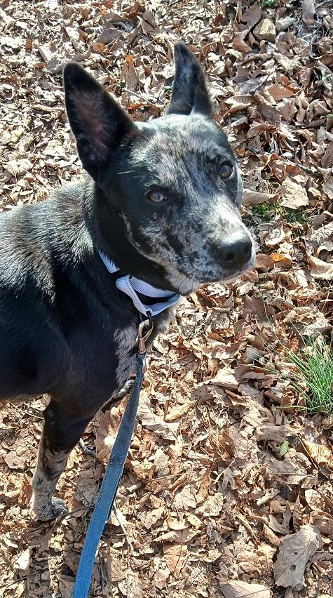 Enlarge STELLA LUNA, an adoptable mixed breed in Pegram, TN image 2/6