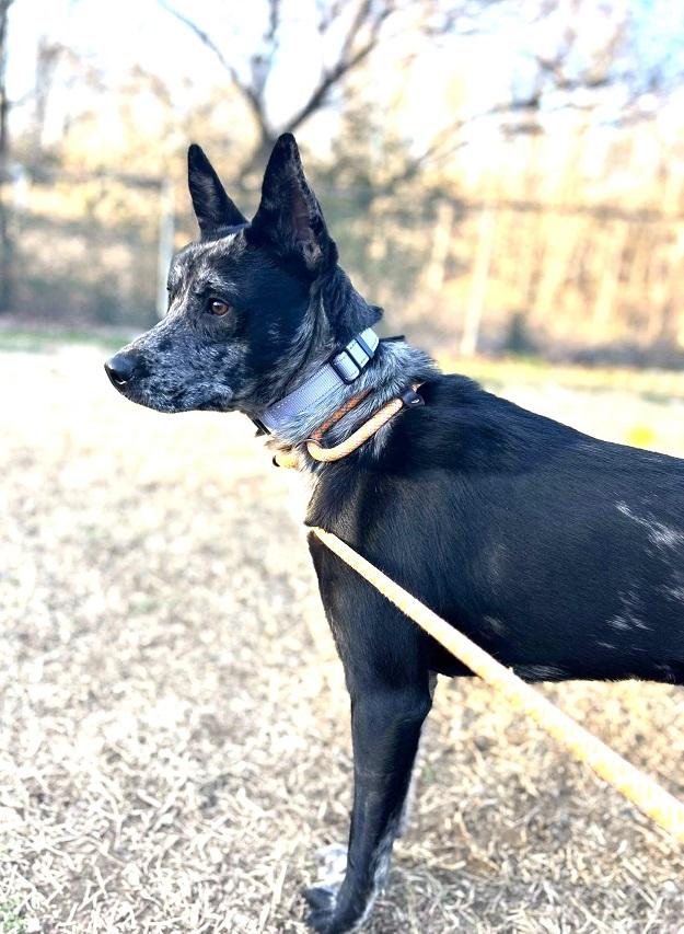 Enlarge STELLA LUNA, an adoptable mixed breed in Pegram, TN image 6/6