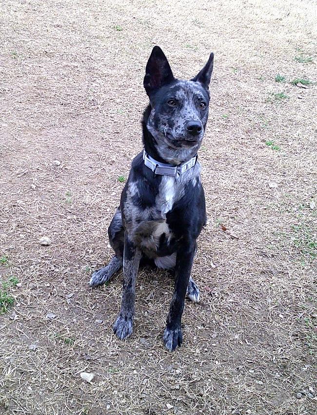 Enlarge STELLA LUNA, an adoptable mixed breed in Pegram, TN image 4/6