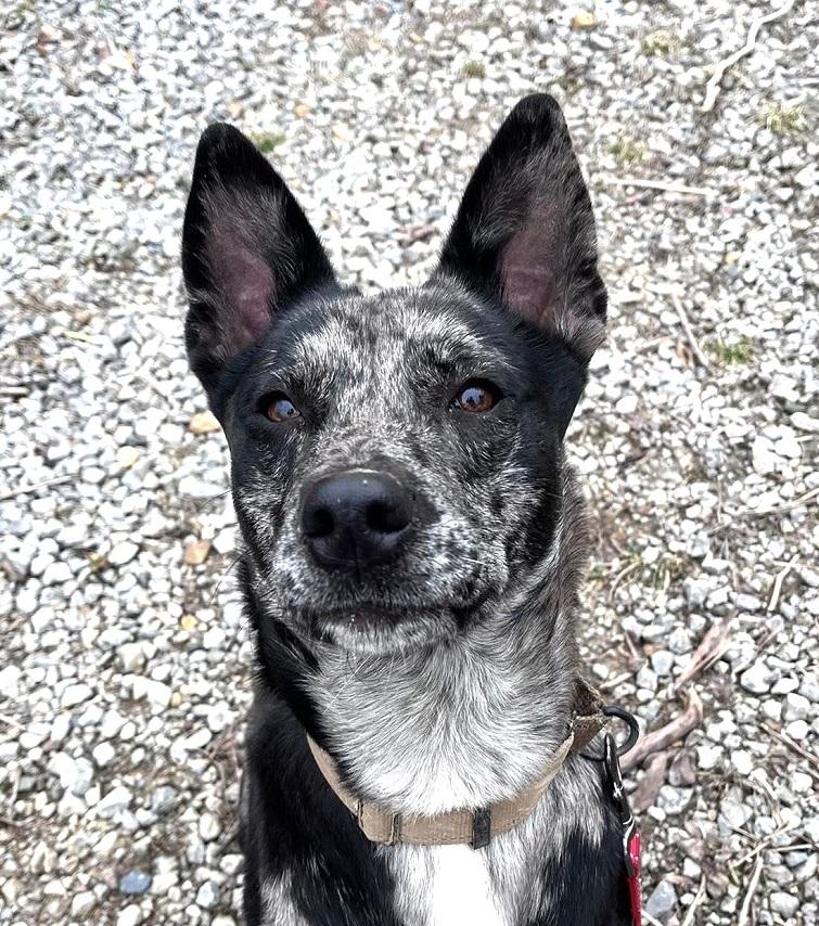 Enlarge STELLA LUNA, an adoptable mixed breed in Pegram, TN image 5/6