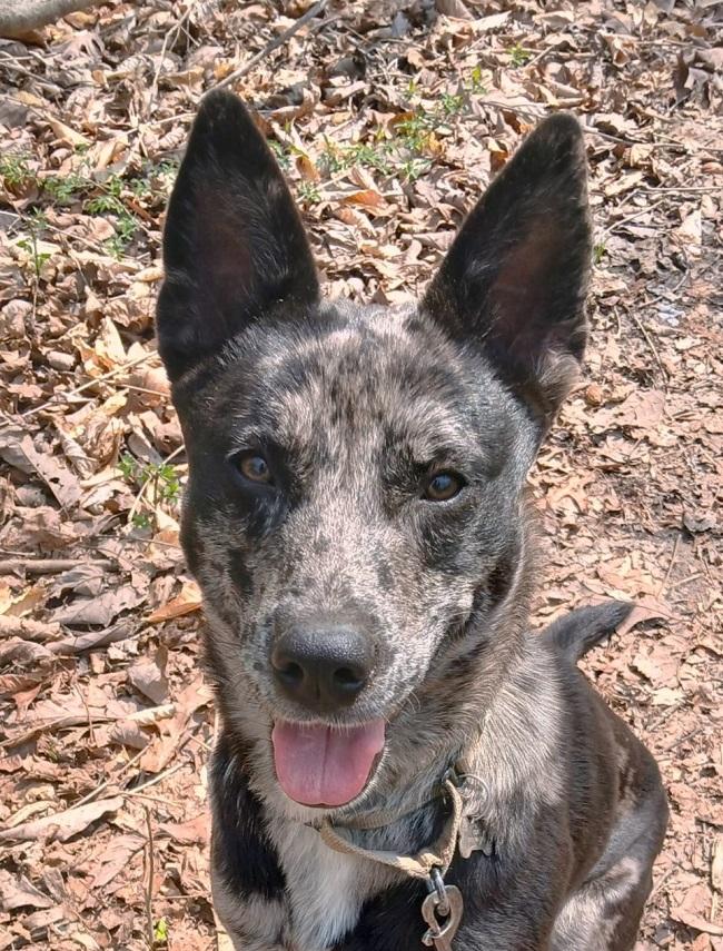 STELLA LUNA, adoptable, Young Female Catahoula Leopard Dog.