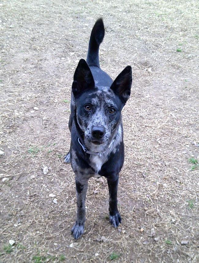 Enlarge STELLA LUNA, an adoptable mixed breed in Pegram, TN image 1/6