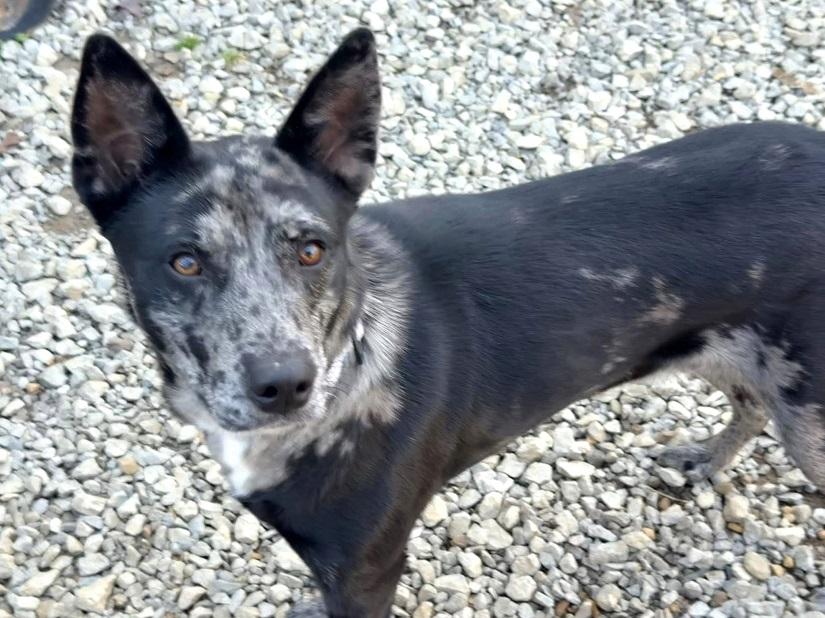 Enlarge STELLA LUNA, an adoptable mixed breed in Pegram, TN image 6/6