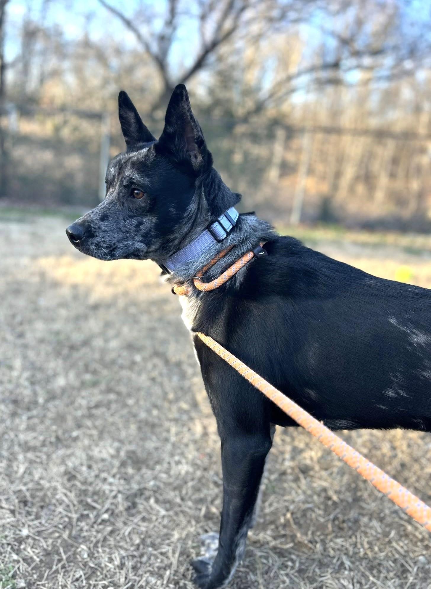 Enlarge STELLA LUNA, an adoptable mixed breed in Pegram, TN image 3/6