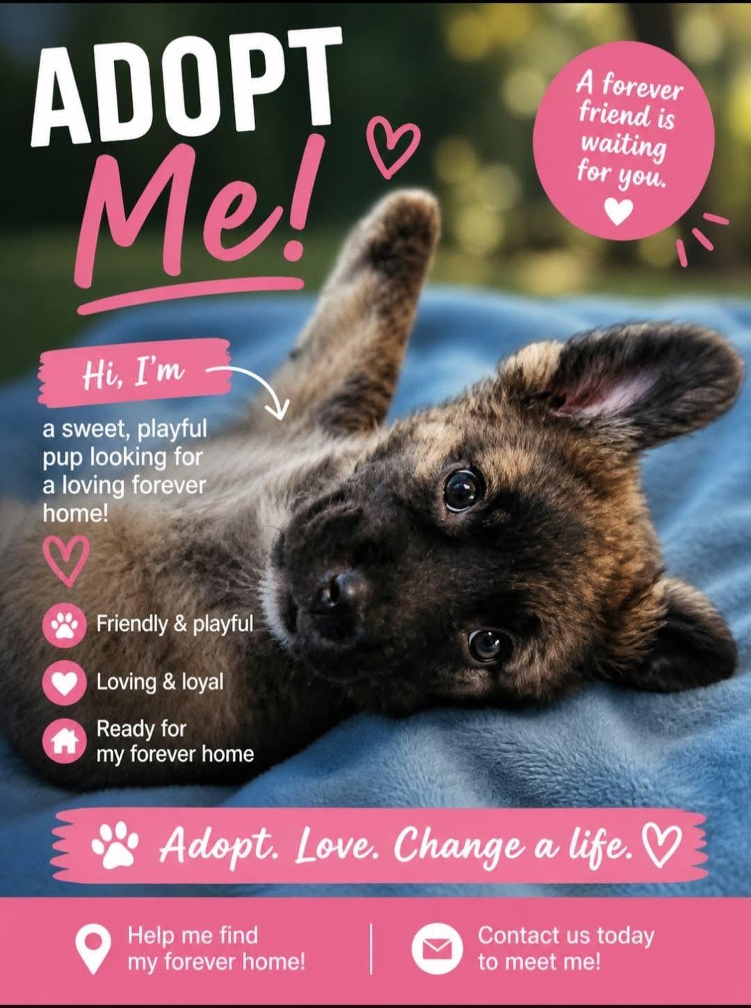 Isabel, ADOPTABLE, Puppy Female German Shepherd Dog & Siberian Husky.