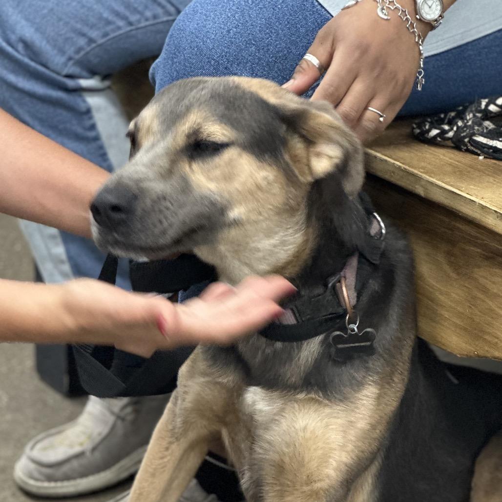 Aiko, Adoptable, Adult Female Shepherd & Mixed Breed.