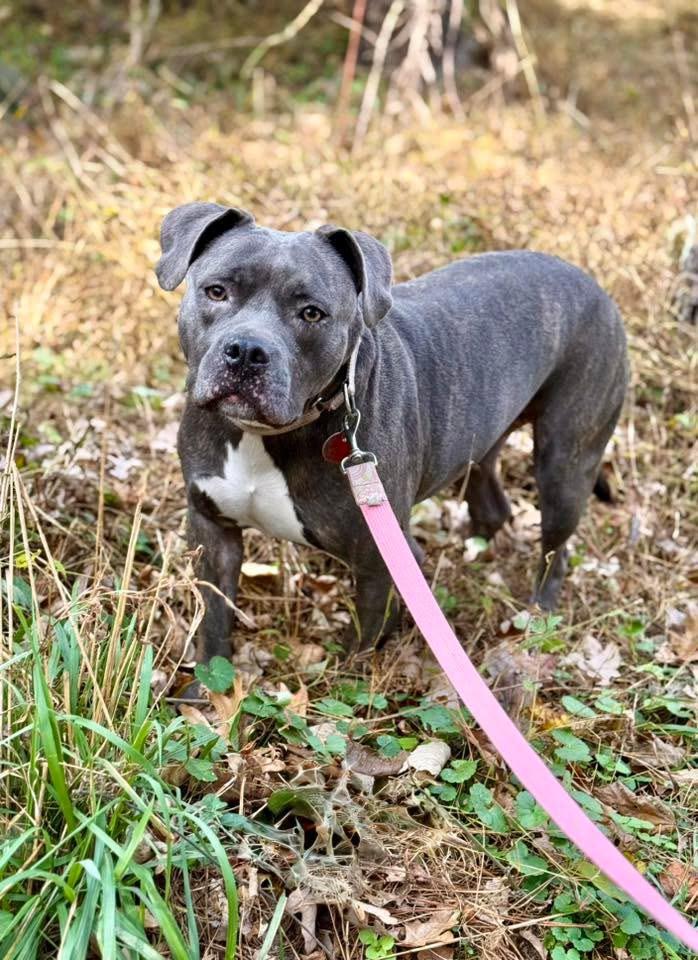 Delaney, Adoptable, Adult Female Pit Bull Terrier.