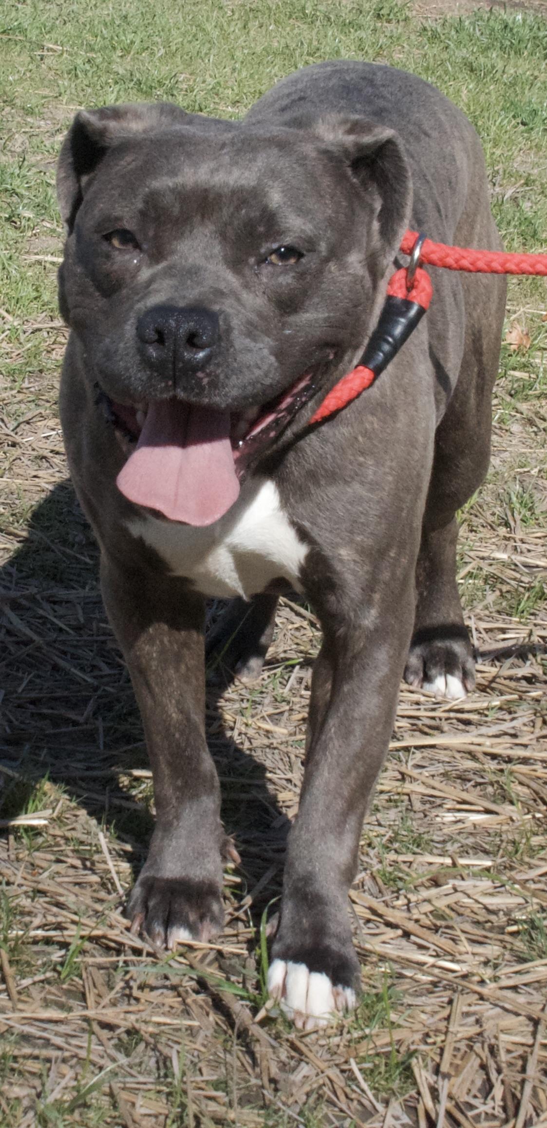 Delaney, a Adoptable Pit Bull Terrier in Gloucester, VA image 3/5