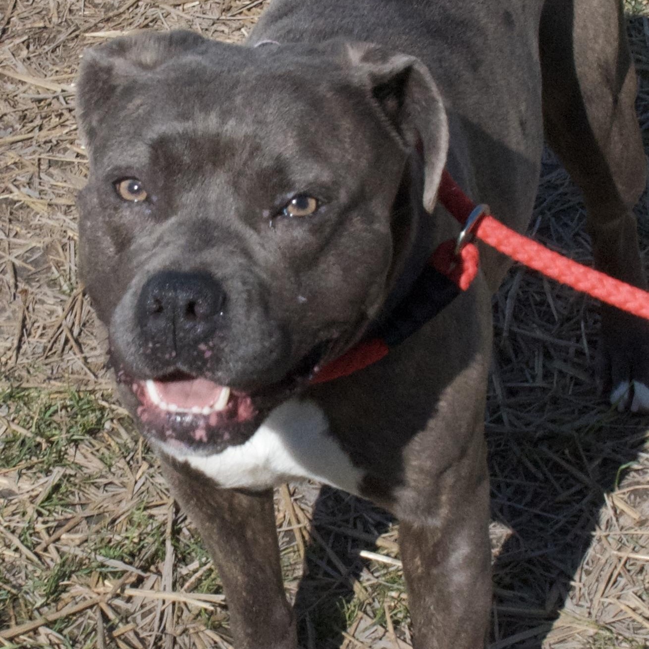 Delaney, a Adoptable Pit Bull Terrier in Gloucester, VA image 4/5