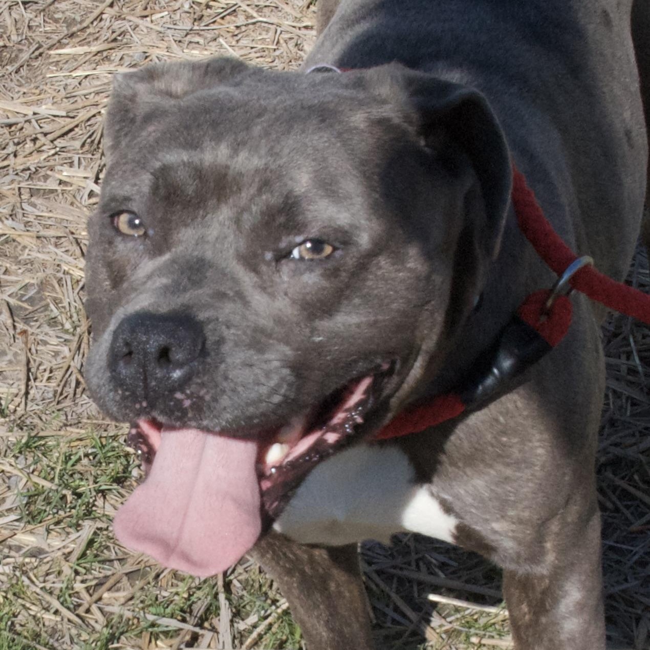Delaney, a Adoptable Pit Bull Terrier in Gloucester, VA image 2/5