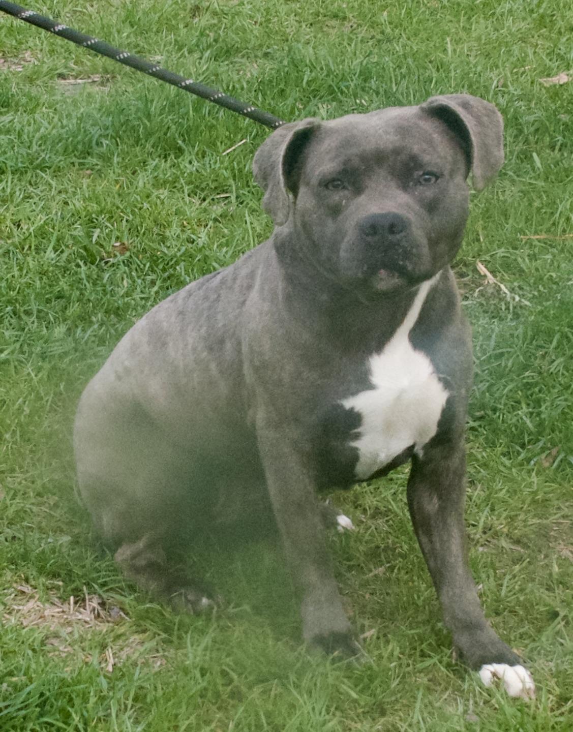 Delaney, a Adoptable Pit Bull Terrier in Gloucester, VA image 5/5