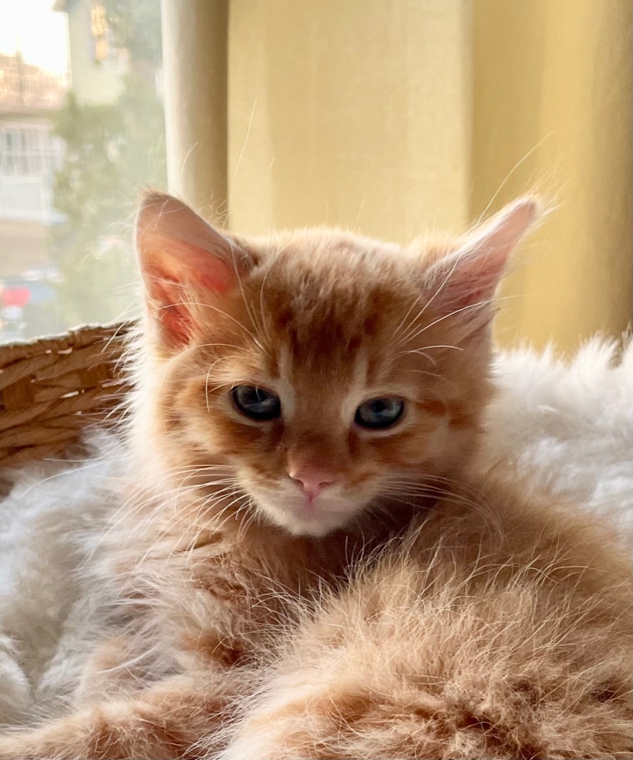 Enlarge Jasper, a Adopted Domestic Long Hair in Gloucester City, NJ image 1/1