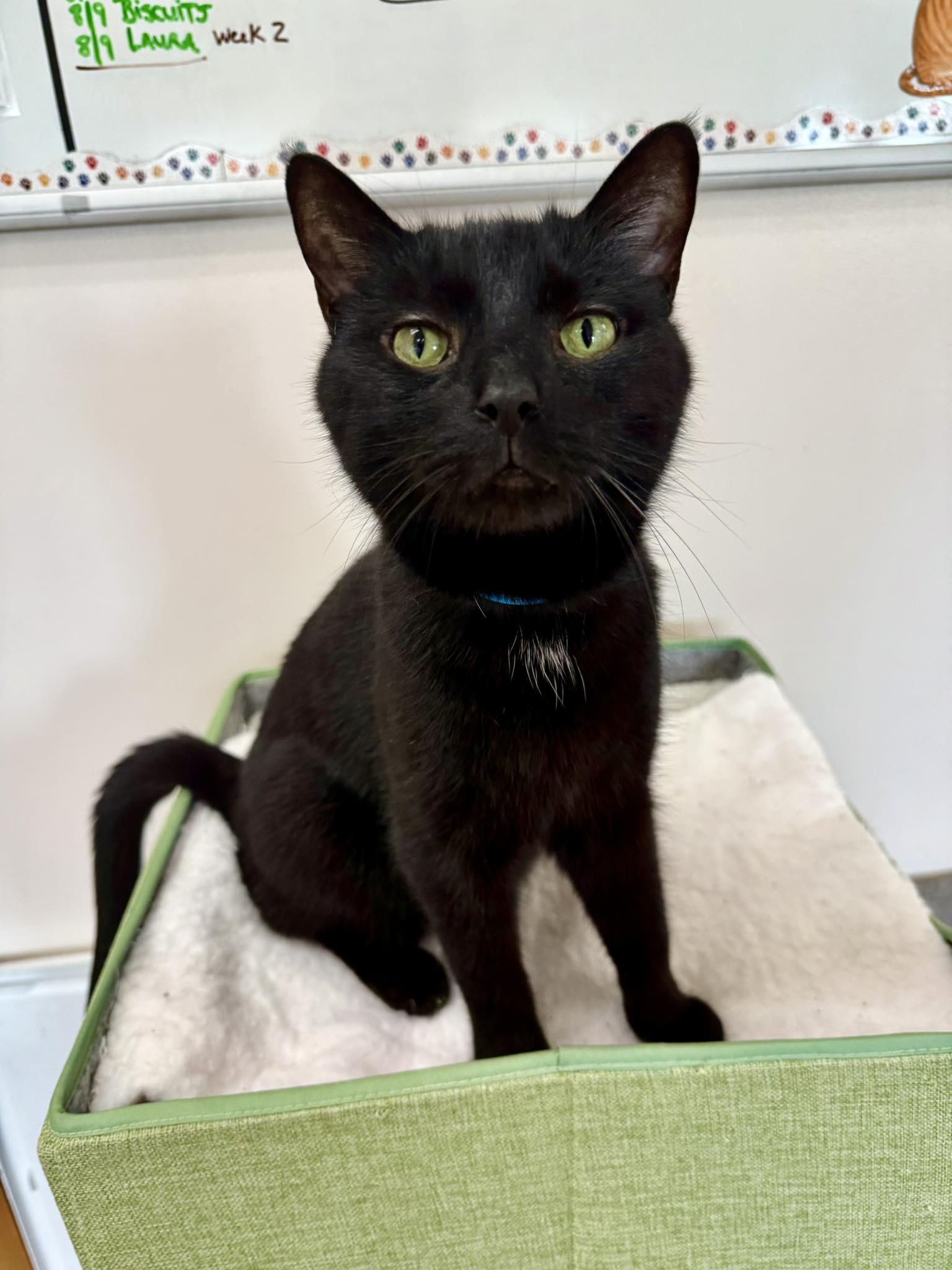 Enlarge Brandon, a Adoptable Domestic Short Hair in Medina, OH image 2/2