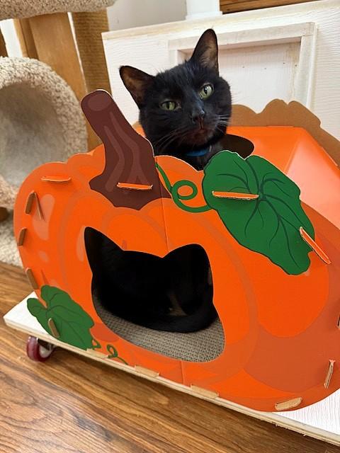 Enlarge Brandon, a Adoptable Domestic Short Hair in Medina, OH image 1/2