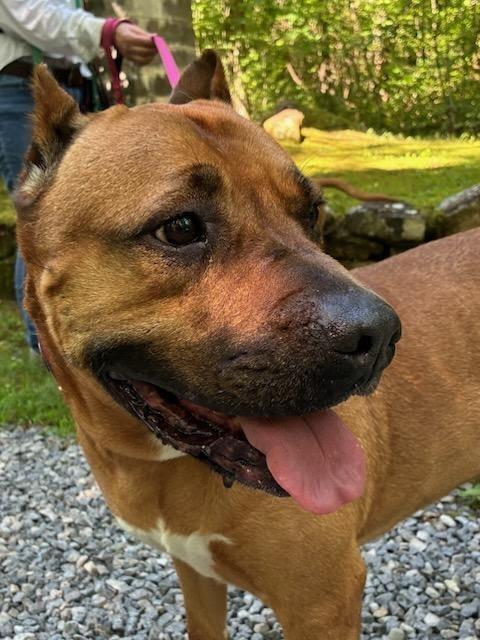 RUBY, Adoptable, Adult Female Cane Corso & Mixed Breed.