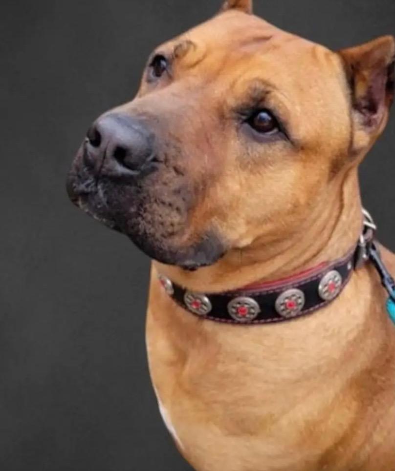 RUBY, Adoptable, Adult Female Cane Corso & Mixed Breed.