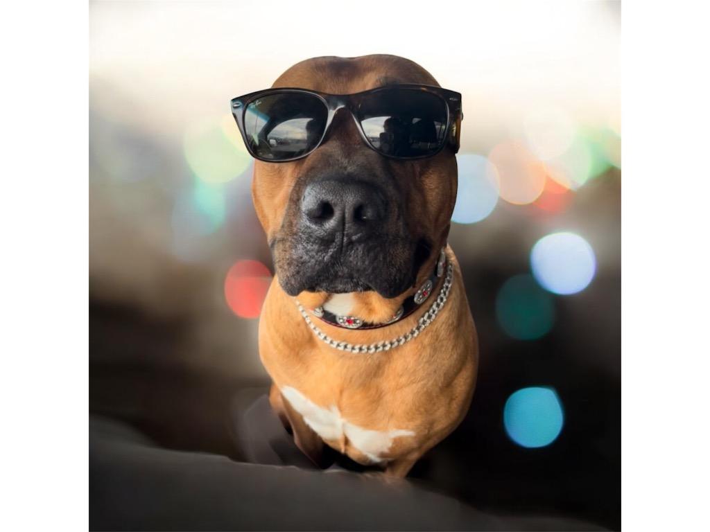 Enlarge RUBY, a Adoptable mixed breed in Crossville, TN image 2/6