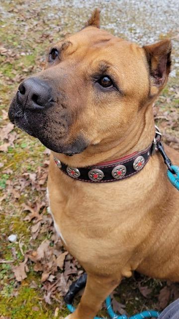 Enlarge RUBY, a Adoptable mixed breed in Crossville, TN image 3/6