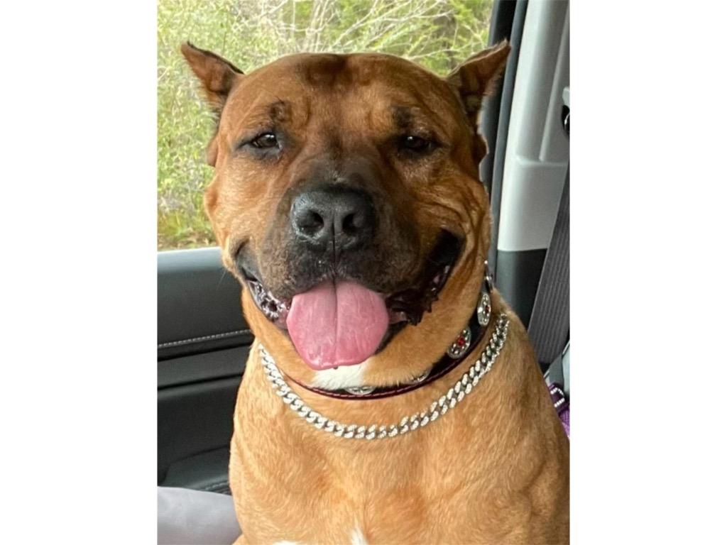 Enlarge RUBY, a Adoptable mixed breed in Crossville, TN image 4/6