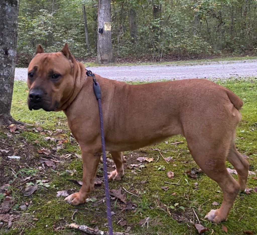 Enlarge RUBY, a Adoptable mixed breed in Crossville, TN image 5/6