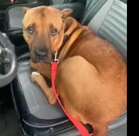 Enlarge RUBY, a Adoptable mixed breed in Crossville, TN image 5/6