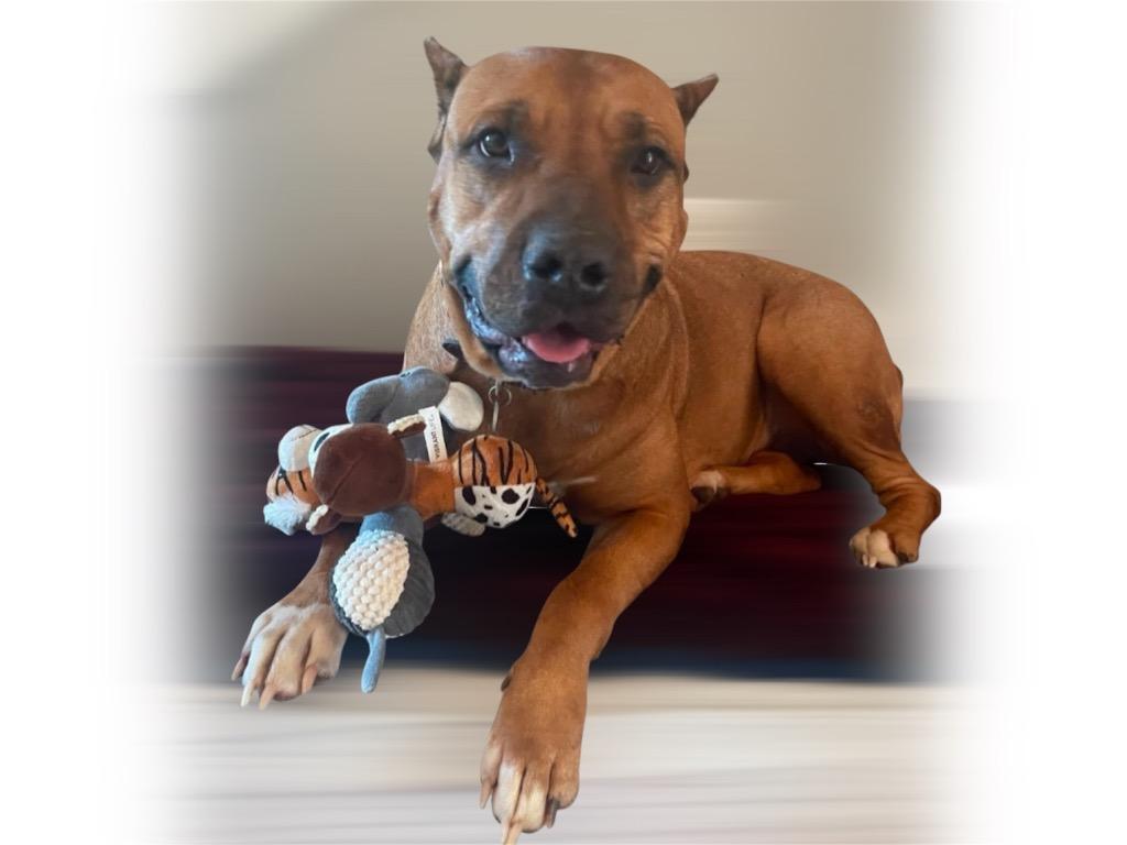 Enlarge RUBY, a Adoptable mixed breed in Crossville, TN image 6/6