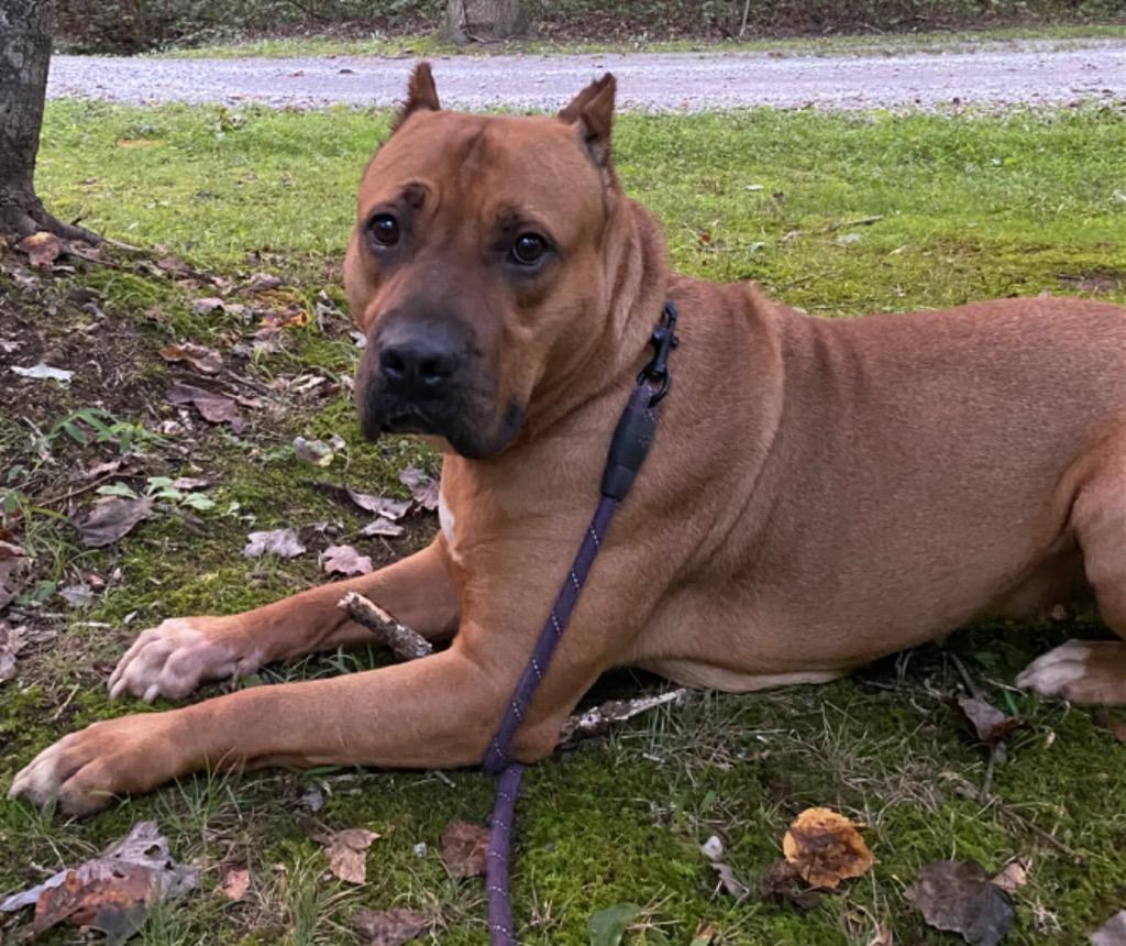 Enlarge RUBY, a Adoptable mixed breed in Crossville, TN image 6/6