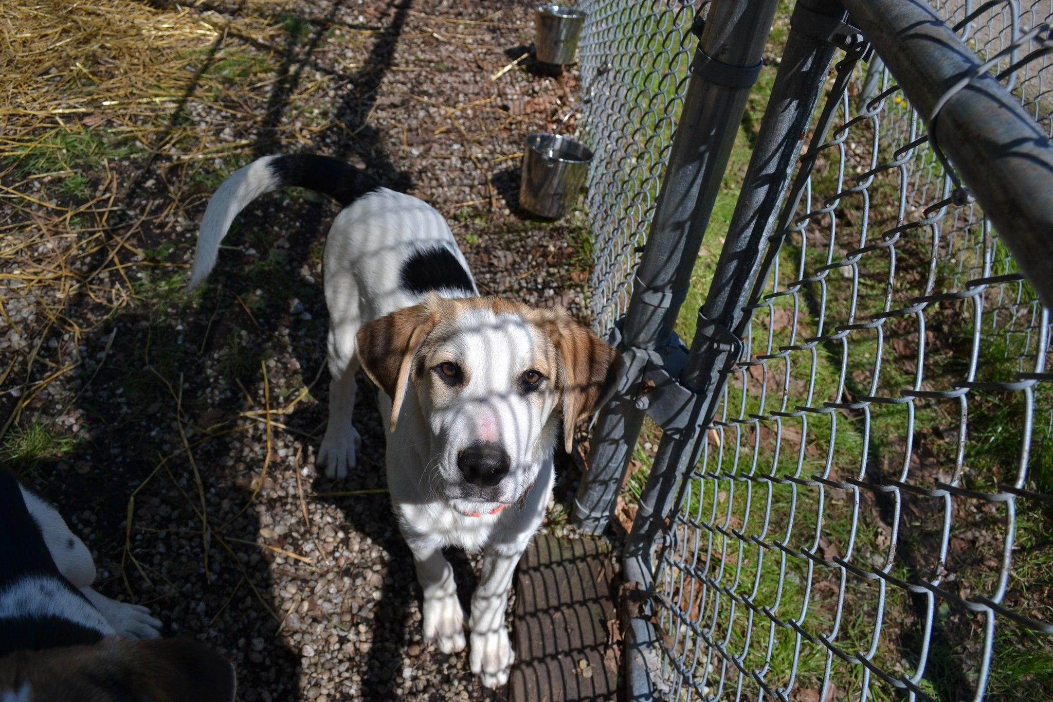 Enlarge Slate , an adopted mixed breed in Chardon, OH image 2/3