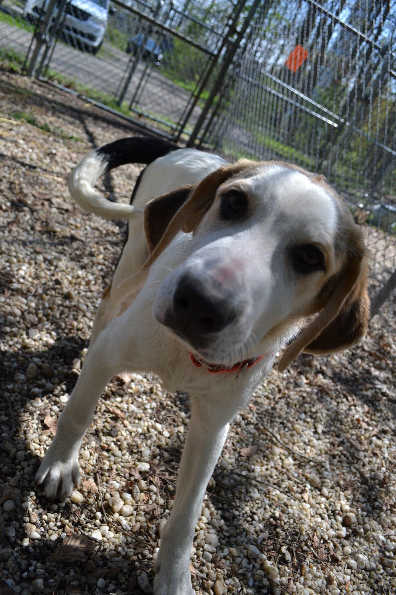 Enlarge Slate , an adopted mixed breed in Chardon, OH image 3/3