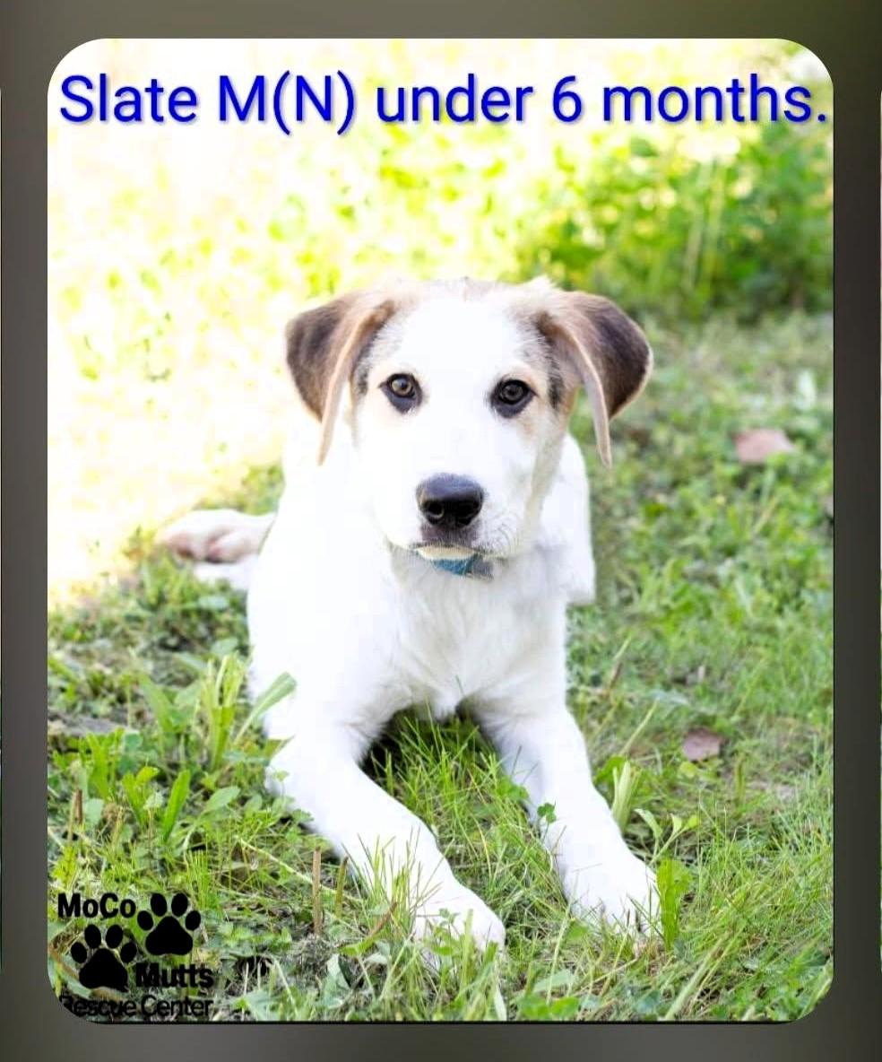 Slate , adopted, Puppy Male Mixed Breed.