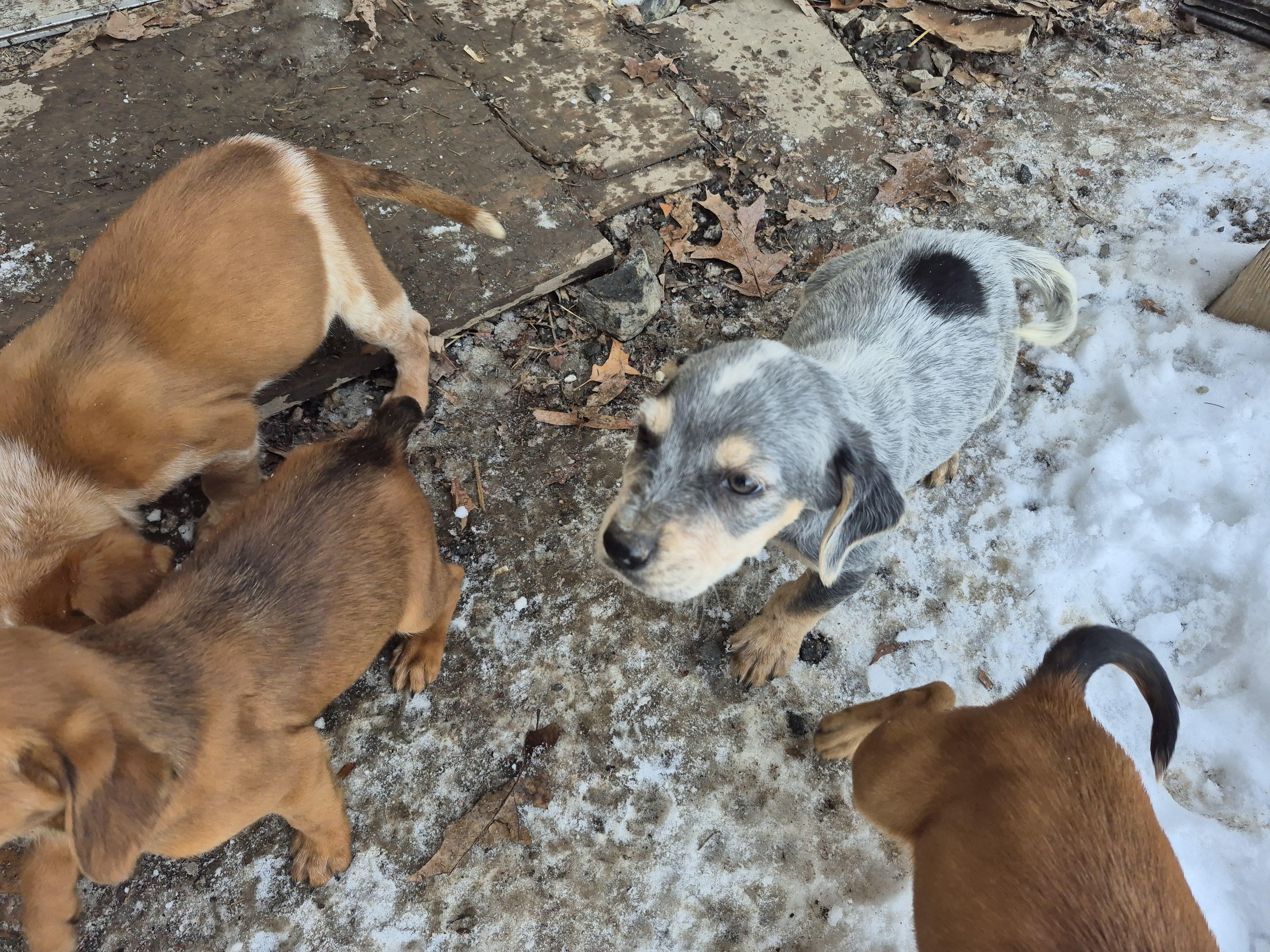 Pammy puppies, ADOPTABLE, Puppy Female Hound & Cattle Dog.