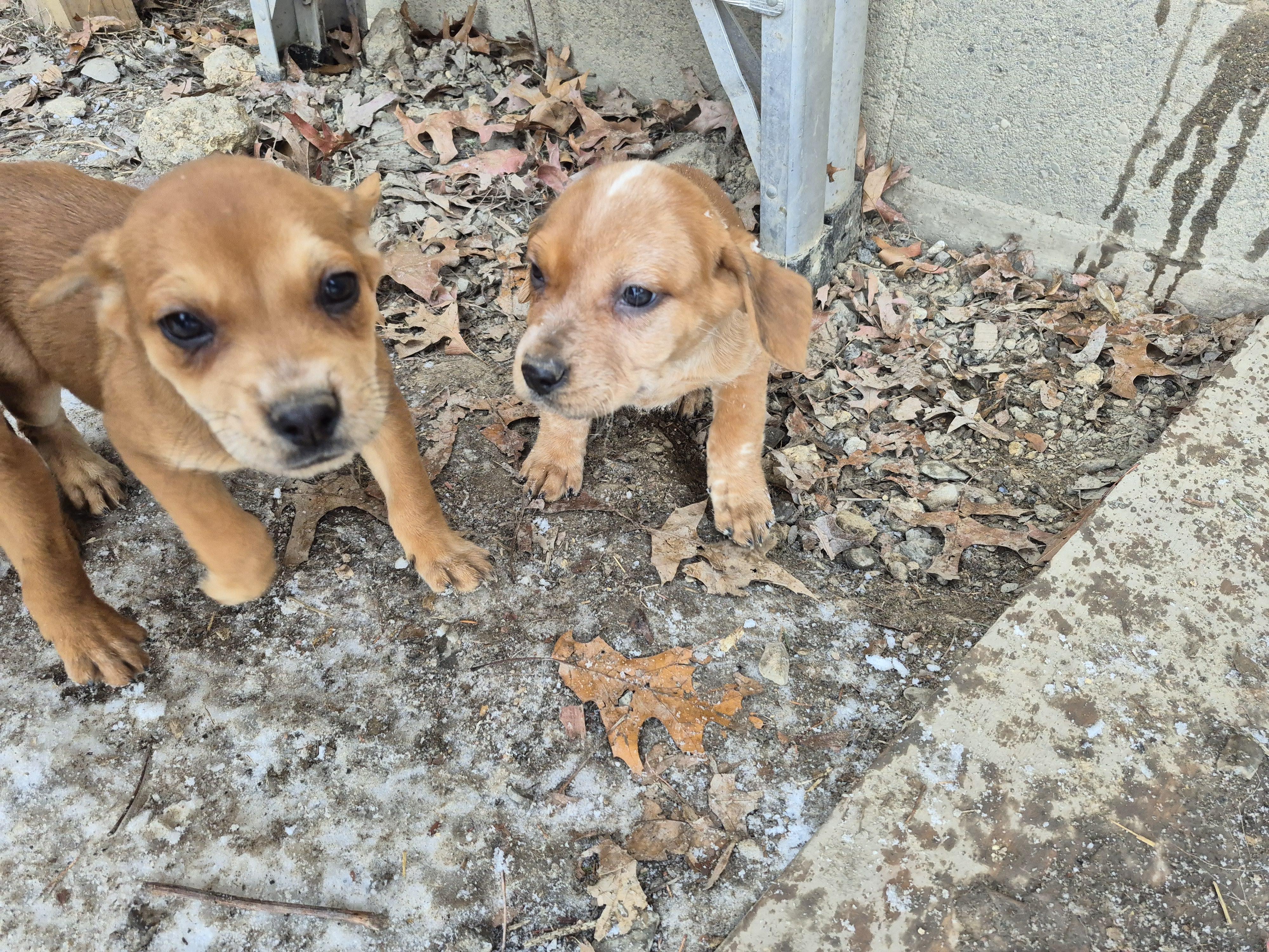 Pammy Puppies thumbnail 2