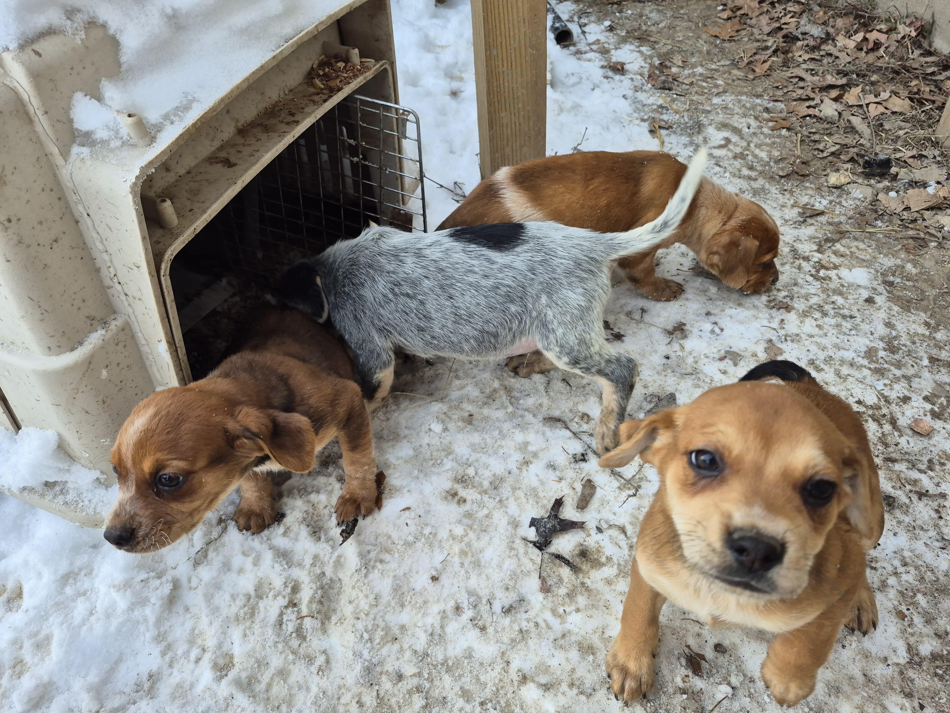 Pammy puppies, a ADOPTABLE mixed breed in Plum, PA image 3/5