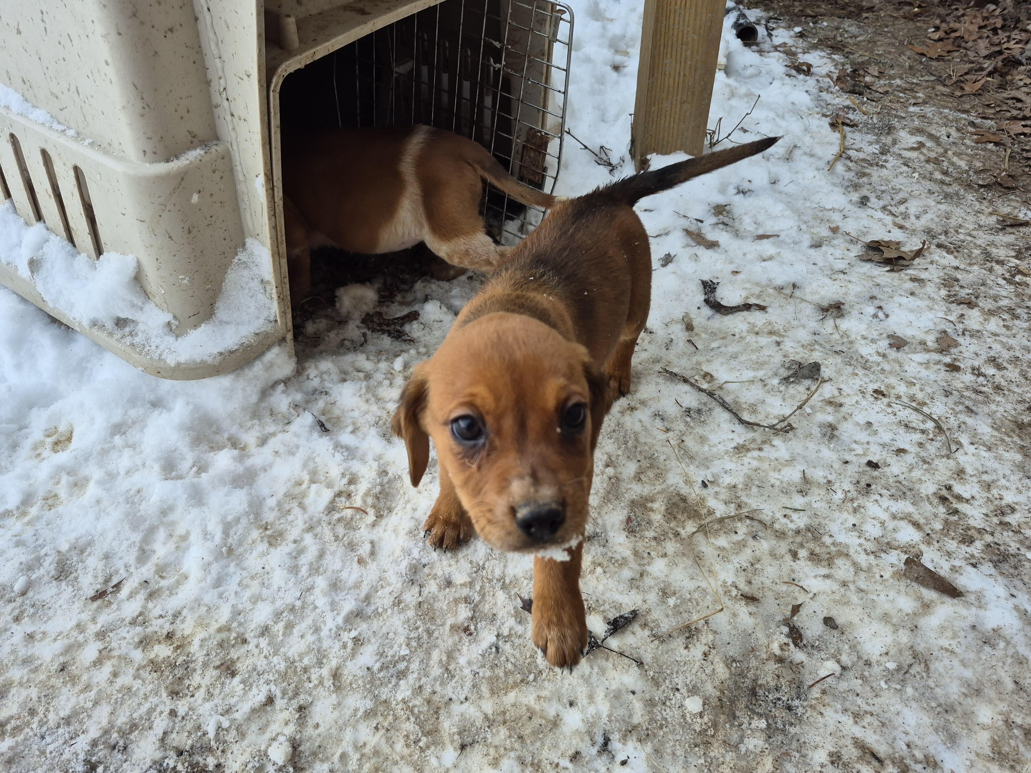 Pammy puppies, a ADOPTABLE mixed breed in Plum, PA image 4/5