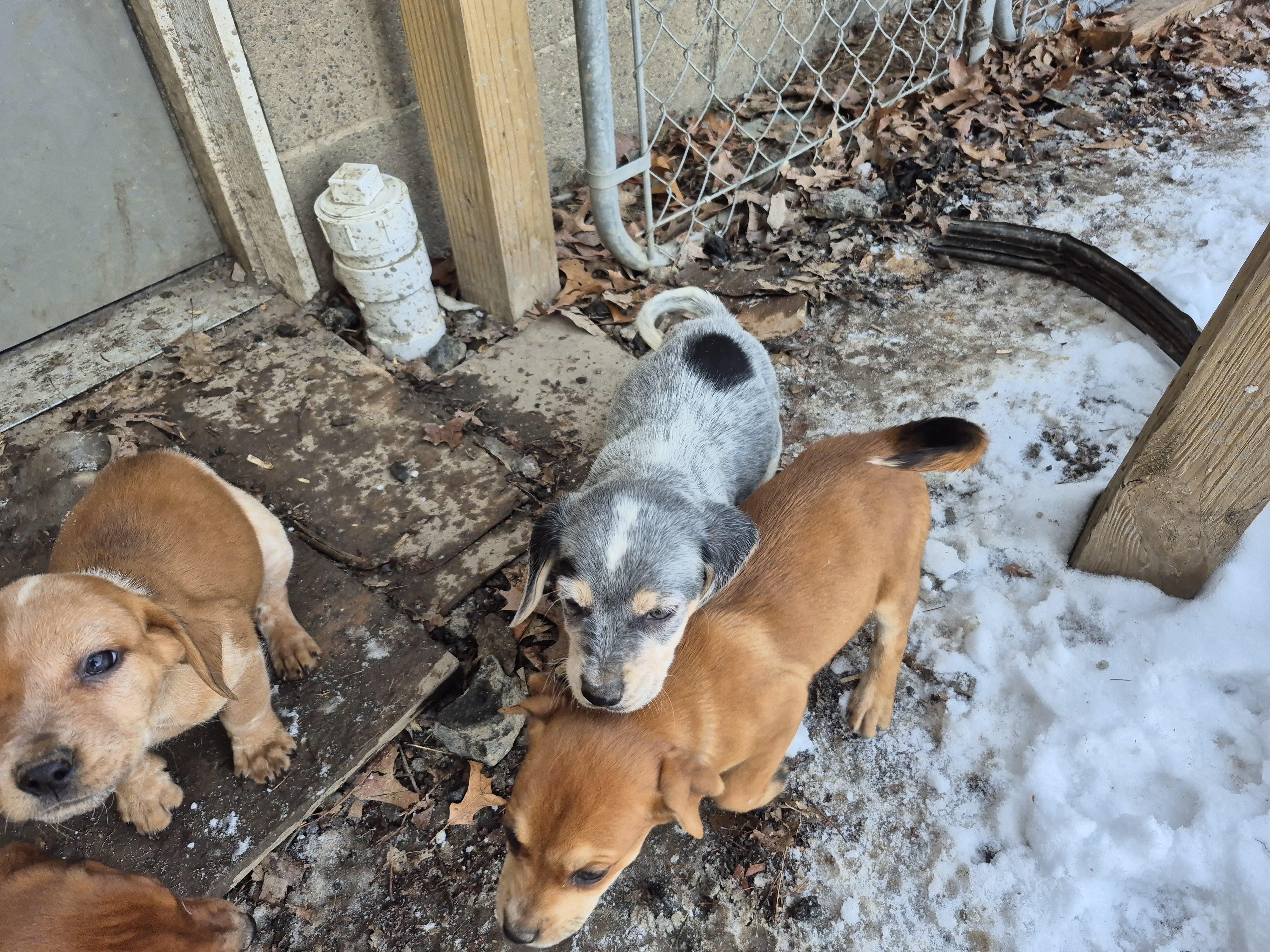 Pammy puppies, a ADOPTABLE mixed breed in Plum, PA image 5/5