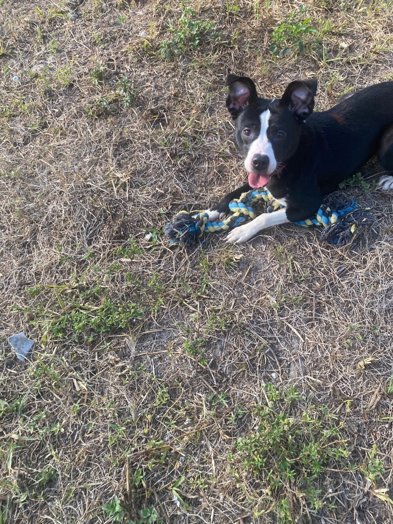 Gammora, a Adoptable mixed breed in Boca Raton, FL image 1/6