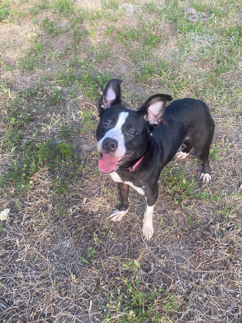 Gammora, a Adoptable mixed breed in Boca Raton, FL image 2/6