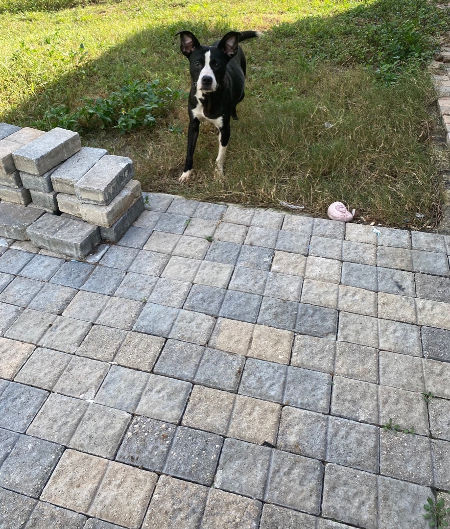 Gammora, a Adoptable mixed breed in Boca Raton, FL image 3/6